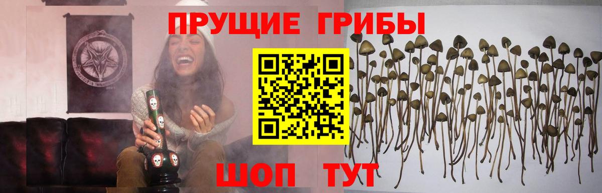 Острогожск  Галлюциногенные грибы Cubensis  Вход с VPN 